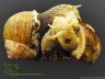 Helix pomatia - 